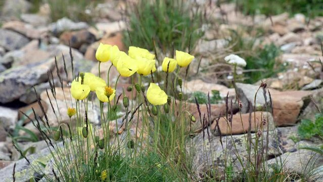 Video of wild yellow poppy flowers in natural highland environment trembling on the wind.