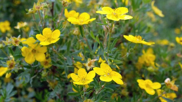 Video of wild Dasiphora fruticosa bushes with yellow flowers in natural highland environment. Altai.