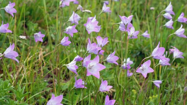 Video of Campanula altaica flowers, known as bellflowers in natural environment.