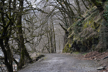 Forest without leaves, rock, moss, autumn, spring in the mountains
