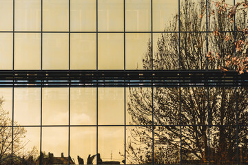 Tree Reflection On The Glass Facade