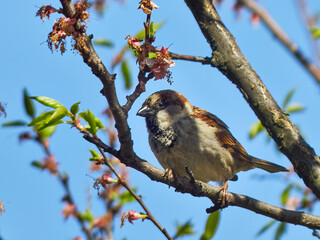 House sparrow. Passer domesticus. Sparrow on a flowering tree.