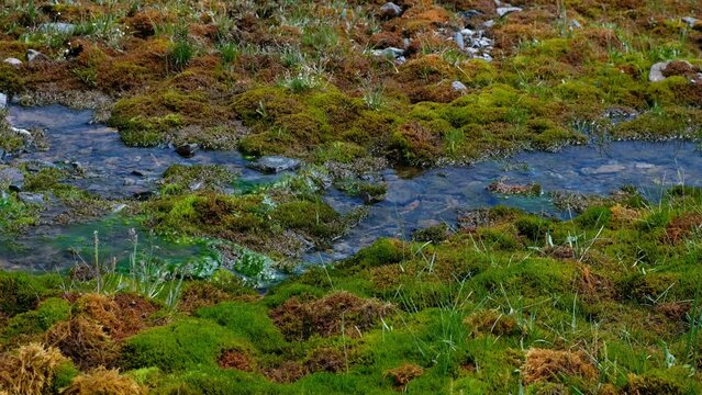 Video of moss swamp om the bank of river Yarlyamry in Altai.