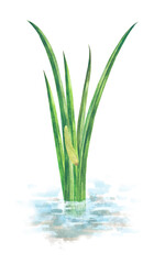 水の中に生える菖蒲の水彩画  Acorus calamus