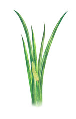 菖蒲の水彩画 Acorus calamus