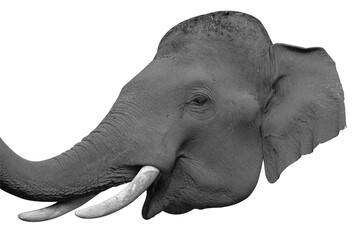 black and white Elephant  head on black background