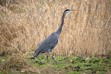Great Blue Heron posing for camera