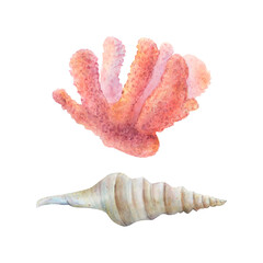 Watercolor drawn set of coral and cone shell on white background. Underwater picture for illustration, stickers, logo, background