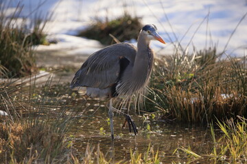 Great Blue Heron posing for camera