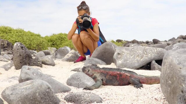 Galapagos Islands Christmas Iguana. Tourist photographer taking picture. Marine iguana on Espanola Island, Ecuador, South America. Woman on Galapagos cruise ship adventure travel holidays vacation
