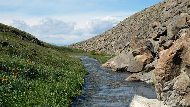 Video of Altai river Yarlyamry. The stream runs along moraine and alpine forb meadow.