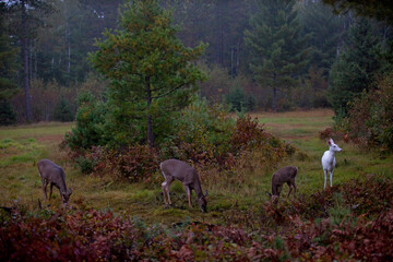 Albino Deer in Wisconsin during fall.