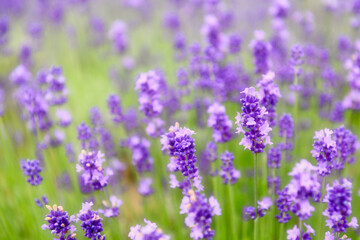 満開のラベンダー
