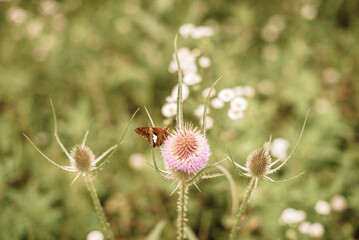 Moth rests on a wildflower in a field