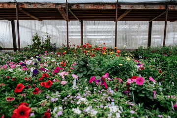 pull back of flowers blooming in greenhouse