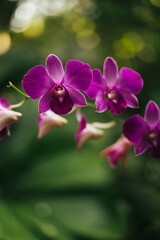 Fototapeta na wymiar Bright purple Orchid flower on a green background