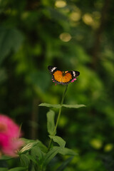 Beautiful butterfly sitting on a pink flower