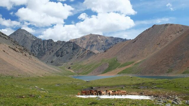 Video of Mountain Spirits Lake in Altai mountains. Herd of horses hides from horseflies on a snowfield.