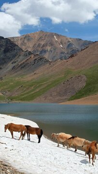 Vertical video of Mountain Spirits Lake in Altai mountains. Herd of horses hides from horseflies on a snowfield.
