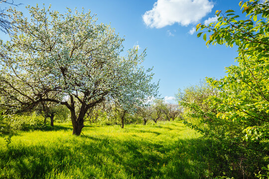 Blossoming apple orchard in idyllic sunny day.