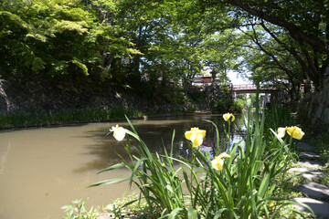 八幡堀　花菖蒲　滋賀県近江八幡市