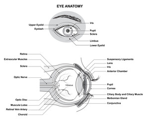 Eye Anatomy. Anatomy of the Human Eye. Structure and Function of the Human Eye with the name and description of all site
- 582366400