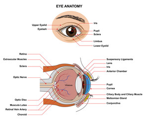 Eye Anatomy. Anatomy of the Human Eye. Structure and Function of the Human Eye with the name and description of all site
- 582366421