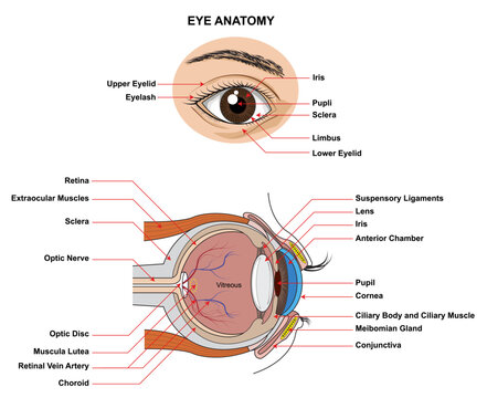 Eye Anatomy. Anatomy of the Human Eye. Structure and Function of the Human Eye with the name and description of all site
