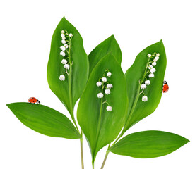 Lily of the valley ( Convallaria majalis ) with leaves and ladybugs isolated on transparent background.
