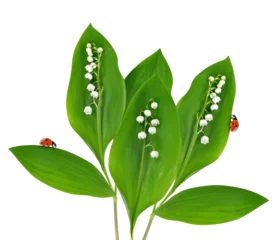 Poster Lily of the valley ( Convallaria majalis ) with leaves and ladybugs isolated on transparent background. © vencav