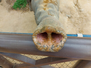 The end of an elephant's trunk close-up