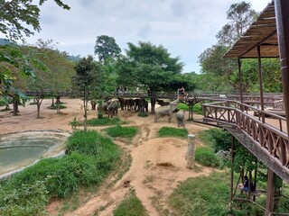 Elephant House Sanctuary on Samui in Thailand