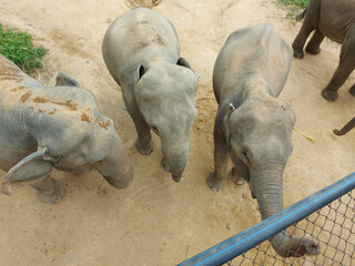 Elephants in the nature reserve on the island of Samui in Thailand