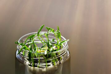Glass jar with a young seedling of a plant with dew drops. Selective focus and small depth of field. Stylish concept of home garden. Fresh aromatic culinary herbs. copy space