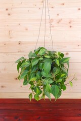 Philodendron Brasil (Philodendron Hederaceum Scandens Brasil) hang on brown and red wooden wall background. 