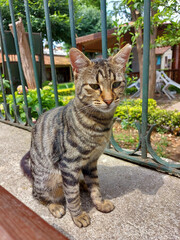 A gray tabby cat sits on a curb near a fence