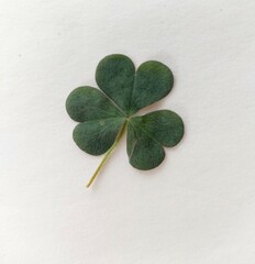 Leaf clover on a wooden background, The green Clover with the withe background
