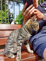 A gray striped cat sits on a bench next to a man