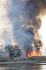 燃え上がる炎と煙　アシの群生地の野焼き