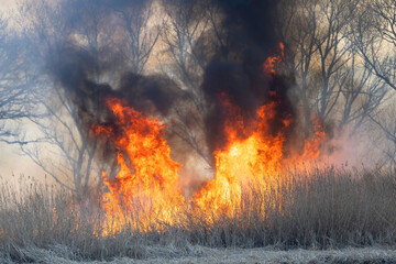 燃え上がる炎と煙　アシの群生地の野焼き © imacoconut