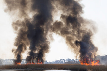 燃え上がる炎と煙　アシの群生地の野焼き