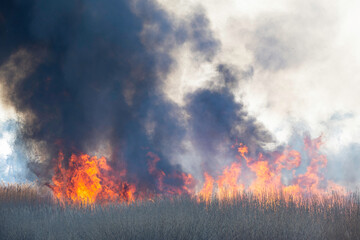 燃え上がる炎と煙　アシの群生地の野焼き
