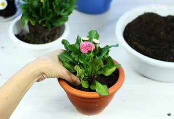 Replanting of pink flower daisy, Bellis perennis, home gardening. Transplanting of daisy into bigger flower pot. White table, high angle.