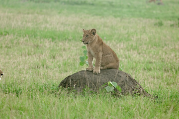 East African Lion (Panthera Leo Melanochaita) Stock Photo