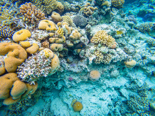 Coral reef in the Red Sea near Safaga town in Egypt