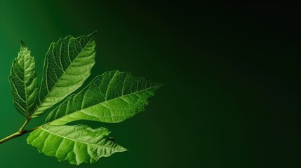 Green leaf isolated on green background. generative Ai
