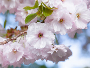 八重桜。日本の春。
