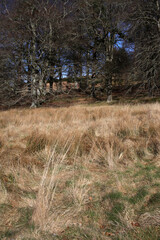 Trees, forest and trails - Dunecht house estate - Aberdeenshire - Scotland - UK