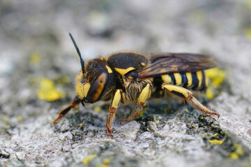 Closeup of a female of the Florentine Woolcarder Bee, Anthidium florentinum sitting on a stone