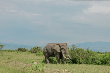 Fototapeta premium African elephants walking in open grassfield
